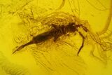 Fossil Springtail (Collembola) & Aphid (Sternorrhyncha) in Amber #200148-1
